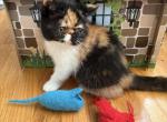 Hazel - Exotic Kitten For Sale - Syracuse&comma; NY&comma; US