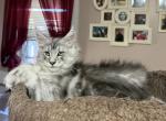 Apollo reserved - Maine Coon Kitten For Sale - Corwin&comma; OH&comma; US