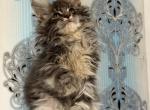 Magnus polydactyl - Maine Coon Kitten For Sale - Brooklyn&comma; NY&comma; US
