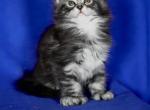 Thor polydactyl - Maine Coon Kitten For Sale - Brooklyn&comma; NY&comma; US