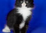 Ophelia polydactyl - Maine Coon Kitten For Sale - Brooklyn&comma; NY&comma; US