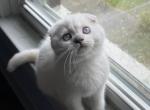 Benji - Scottish Fold Kitten For Sale - Lima&comma; OH&comma; US