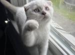 Marlie - Scottish Fold Kitten For Sale - Lima&comma; OH&comma; US