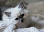 Scarlett - Ragdoll Kitten For Sale - Newbury&comma; MA&comma; US