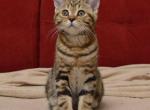 Jerry - Scottish Straight Kitten For Sale - New York&comma; NY&comma; US