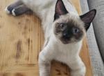 Nolik - Siamese Cat For Adoption - Milwaukie&comma; OR&comma; US