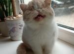 Exotic Shorthair Cream tabby with white - Persian Kitten For Sale - Hollywood&comma; FL&comma; US