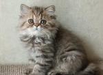 Persian Black Tortie Tabby Female - Persian Kitten For Sale - Hollywood&comma; FL&comma; US