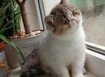 Exotic Shorthair Black Tortie Tabby - Persian Kitten For Sale - Hollywood&comma; FL&comma; US
