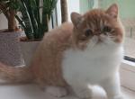 Exotic Shorthair Red with White - Persian Kitten For Sale - Hollywood&comma; FL&comma; US