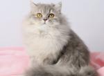 Xeniya - British Shorthair Kitten For Sale - Pembroke Pines&comma; FL&comma; US