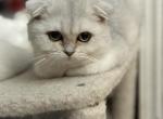 Kitty E - Scottish Fold Kitten For Sale - Rio Linda&comma; CA&comma; US