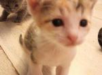 Phoebe - Domestic Kitten For Adoption - 
