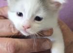 PE - Maine Coon Kitten For Sale - Perry&comma; FL&comma; US