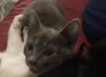 Poe - Domestic Kitten For Sale - 