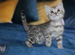 Hazel - Bengal Kitten For Sale - Baldwin&comma; MI&comma; US