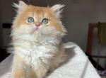 Lamajeur Cattery Milo Golden British Longhair - British Shorthair Kitten For Sale - Boston&comma; MA&comma; US