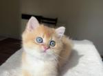 Lamajeur Cattery Mars Golden British shorthair - British Shorthair Kitten For Sale - Boston&comma; MA&comma; US