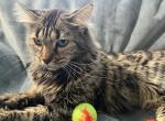 SOPHIE CASHMERE BENGAL RETIRED - Bengal Cat For Sale/Retired Breeding - Warren&comma; OH&comma; US