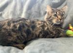 SOPHIE CASHMERE BENGAL RETIRED SPAYED - Bengal Cat For Sale/Retired Breeding - Warren&comma; OH&comma; US