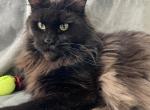 REMIRAVEN RETIRED BLACK MAINE COON GIRL - Maine Coon Cat For Sale/Retired Breeding - Warren&comma; OH&comma; US