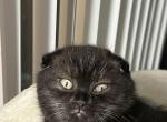 Panther - Scottish Fold Kitten For Sale - Eden Prairie&comma; MN&comma; US