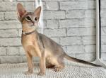Diego - Abyssinian Kitten For Sale - Norwalk&comma; CT&comma; US