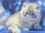 Veniamin - Persian Kitten For Sale - Pembroke Pines&comma; FL&comma; US
