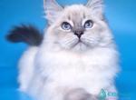 Vanyusha - Siberian Kitten For Sale - Pembroke Pines&comma; FL&comma; US