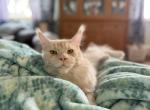 Luka - Maine Coon Cat For Sale - Monroeville&comma; PA&comma; US