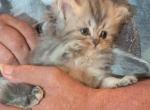 Lovable CFA Registered Tabby Persian Kitten - Persian Kitten For Sale - Perry&comma; FL&comma; US