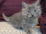 Freddie - Siberian Kitten For Sale - Arnold&comma; MO&comma; US