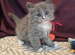 Stella - Siberian Kitten For Sale - Arnold&comma; MO&comma; US