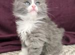 Lucy - Siberian Kitten For Sale - Arnold&comma; MO&comma; US