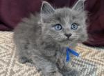 Bruno - Siberian Kitten For Sale - Arnold&comma; MO&comma; US
