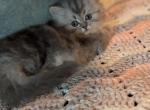 Playful Tabby Persian Male Kitten - Persian Kitten For Sale - Perry&comma; FL&comma; US