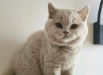 Peja - British Shorthair Kitten For Sale - Norwalk&comma; CT&comma; US