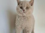 Piri - British Shorthair Kitten For Sale - Norwalk&comma; CT&comma; US