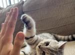 British Shorthair Kittens 3 - British Shorthair Cat For Sale - Philadelphia&comma; PA&comma; US