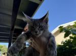 Bonny - Maine Coon Kitten For Sale - Hollywood&comma; FL&comma; US
