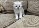 Mila - British Shorthair Kitten For Sale - Phoenix&comma; AZ&comma; US