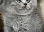 Rouse - British Shorthair Kitten For Sale - Brooklyn&comma; NY&comma; US