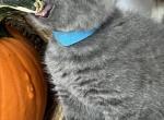 Richard - British Shorthair Kitten For Sale - Brooklyn&comma; NY&comma; US