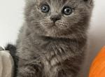 Miki - British Shorthair Kitten For Sale - Brooklyn&comma; NY&comma; US