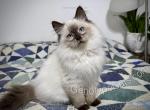 Bruno - Ragdoll Kitten For Sale - Tuscaloosa&comma; AL&comma; US