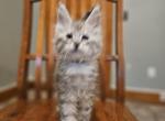 Maine Coon Silver boy - Maine Coon Kitten For Sale - MI&comma; US