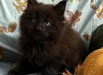 MIDNIGHT - Maine Coon Kitten For Sale - Bethlehem&comma; PA&comma; US