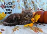 SLATE - Maine Coon Kitten For Sale - Bethlehem&comma; PA&comma; US