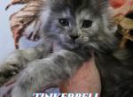 Tinkerbell Fairy Litter - Maine Coon Kitten For Sale - Kingman&comma; AZ&comma; US
