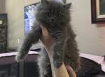 Little Blue Boy Persian - Persian Kitten For Sale - Benbrook&comma; TX&comma; US
